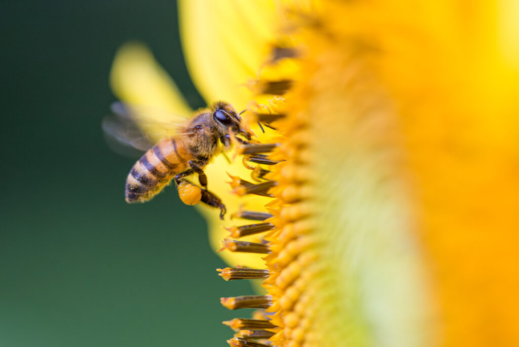 Abeille butinant une fleur de tournesol