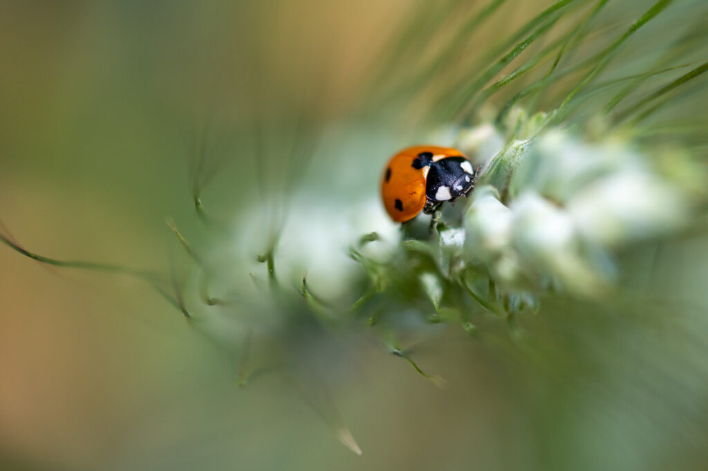 Coccinelle sur un épi
