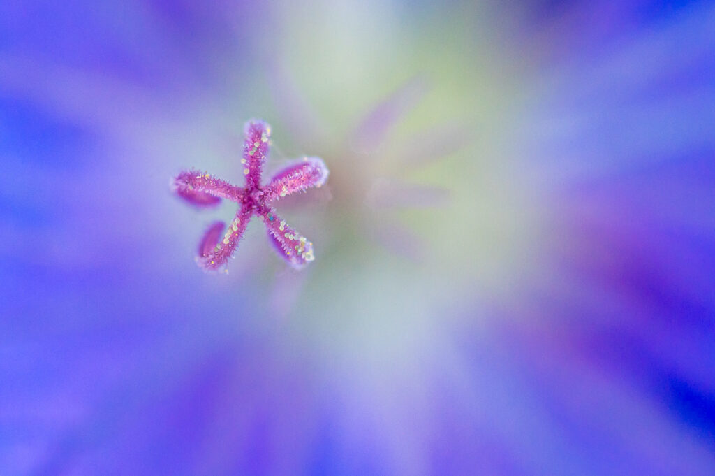 Fleur mauve
