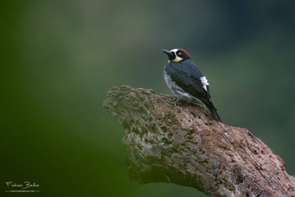 Pic posé sur une branche