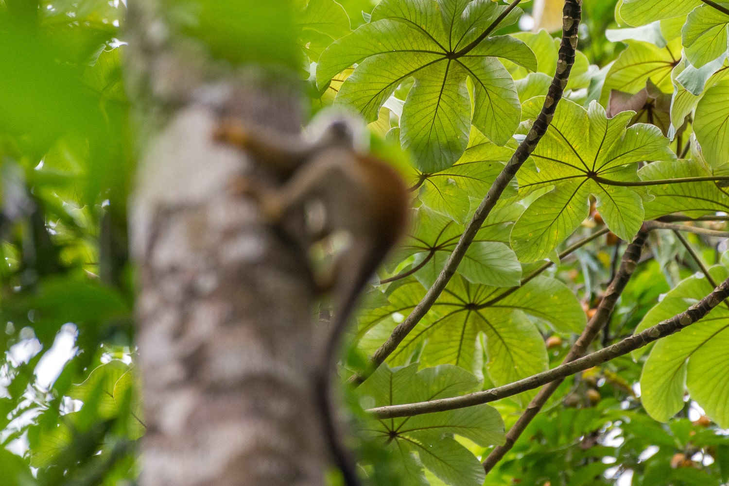 un singe flou avec un arrière-plan net