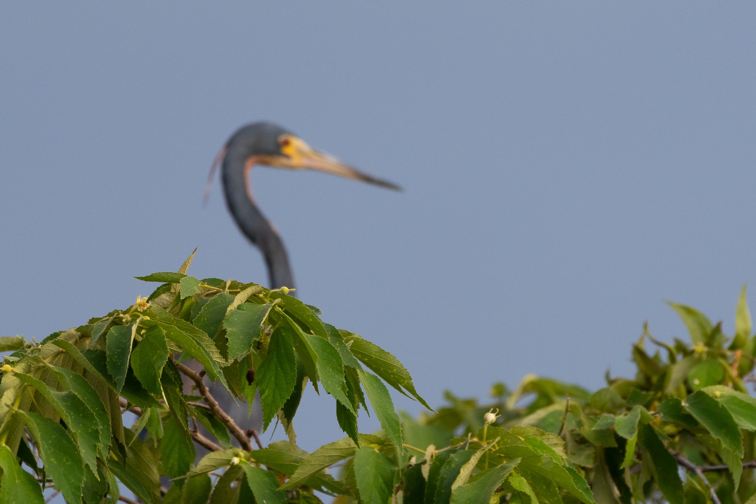 Mise au point ratée Oiseau flou