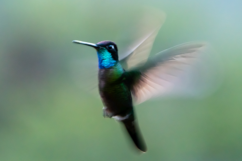 Oiseau flou malgré correction dans Photoshop