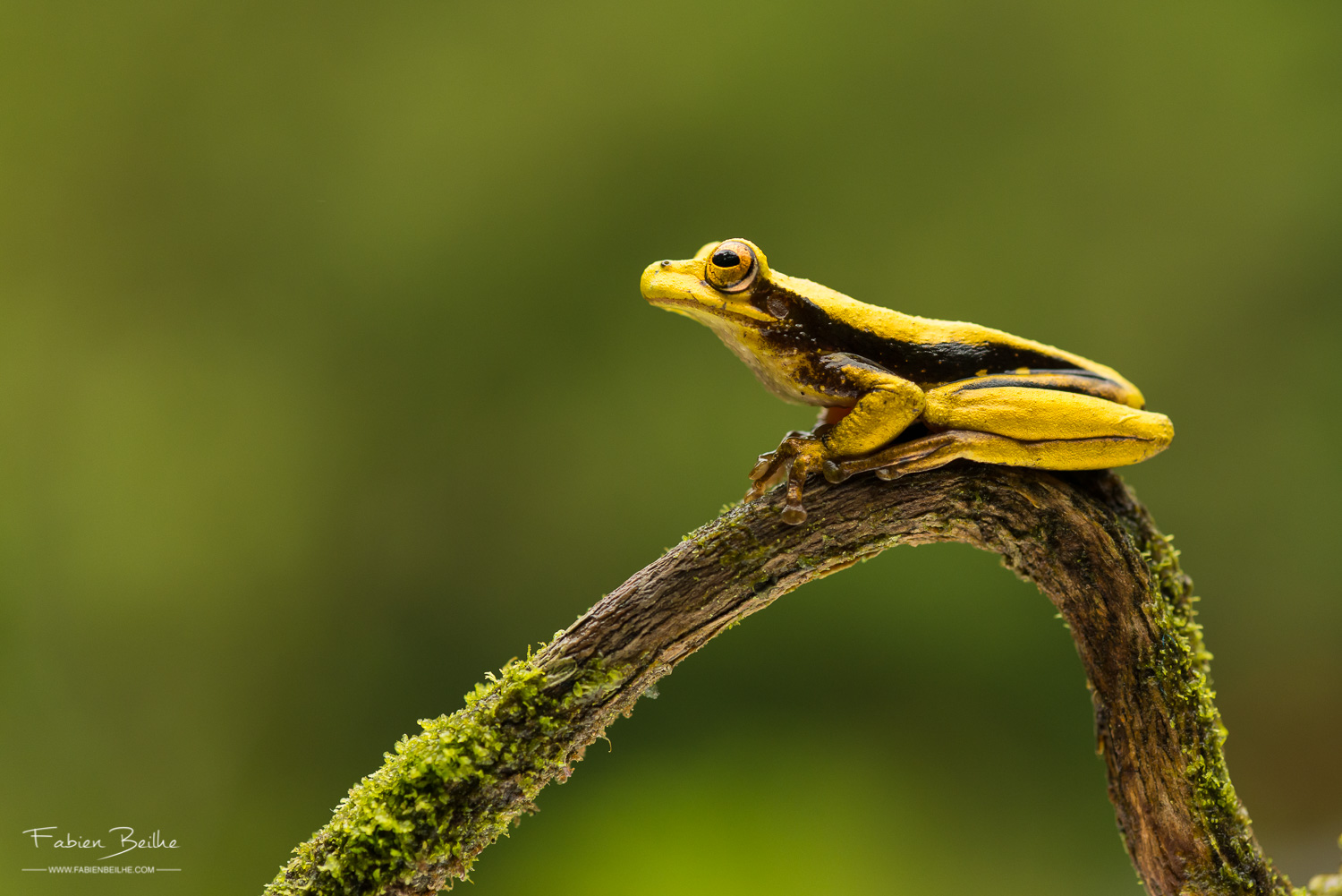 Grenouille avec un fond flou