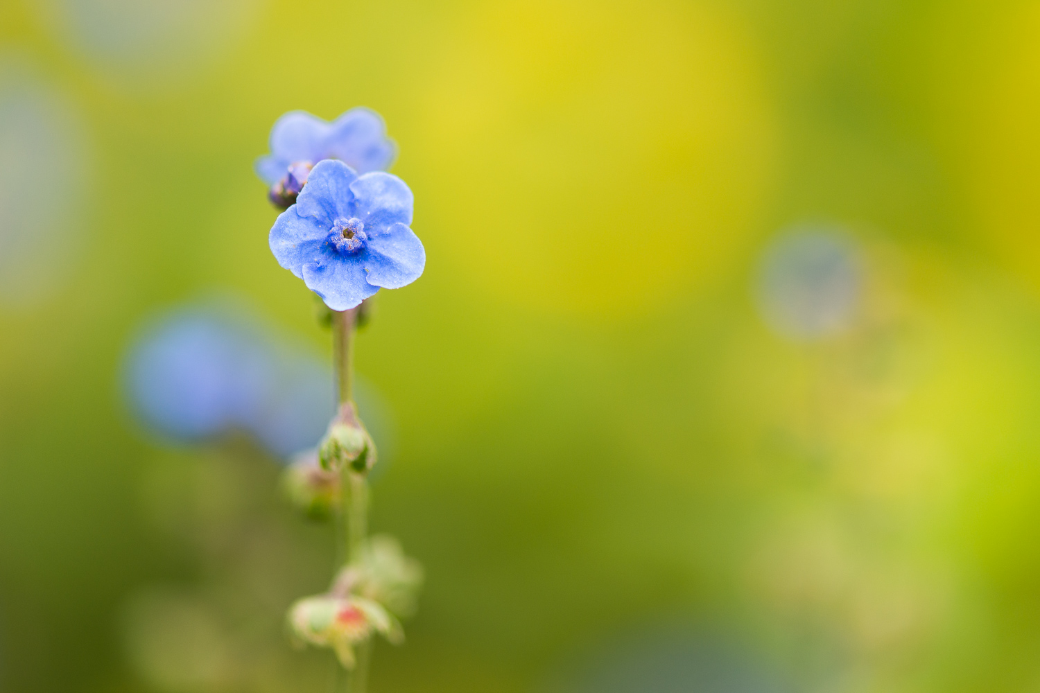 La Profondeur de champ Créative