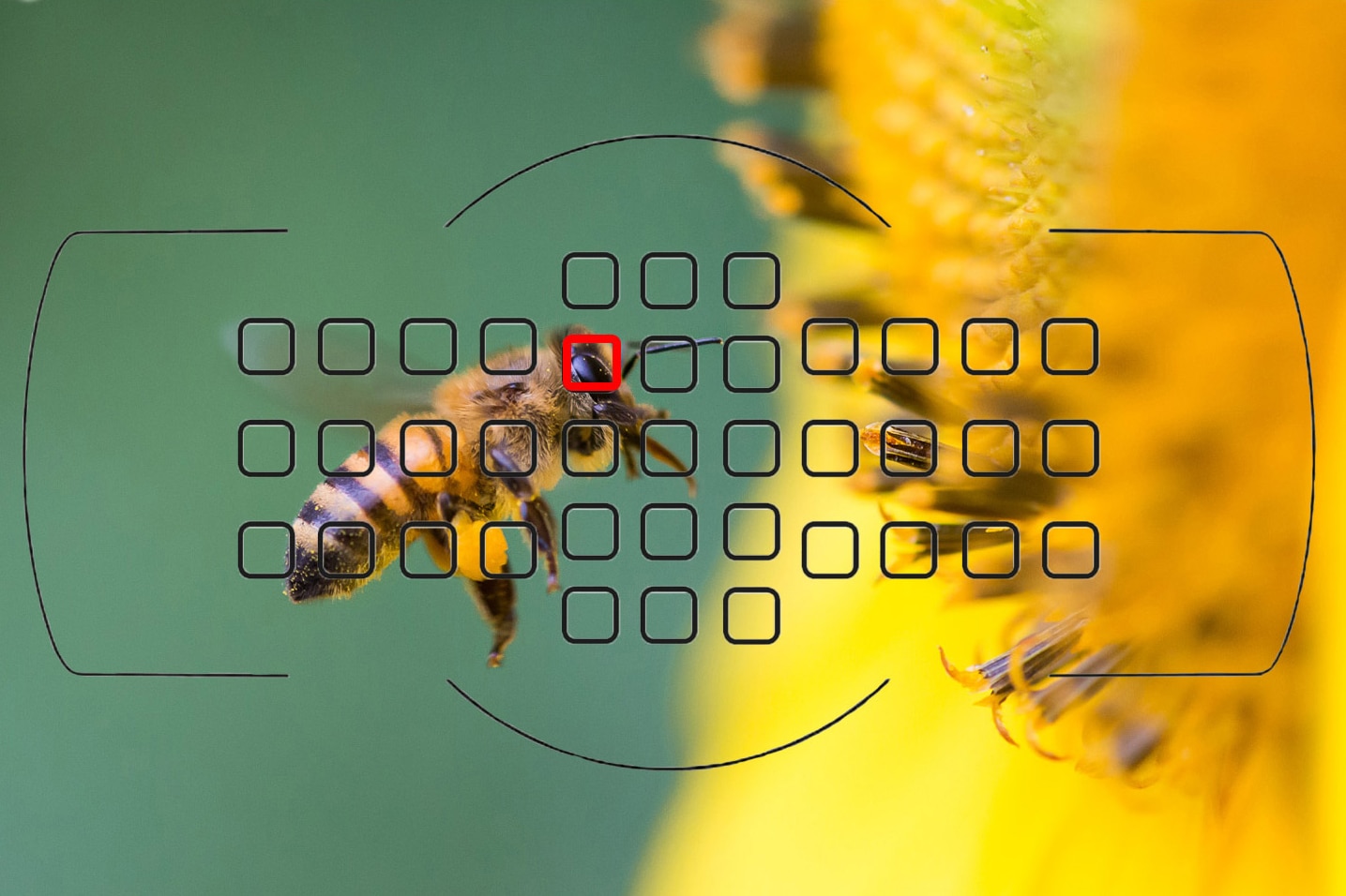 Les Secrets de la Mise au Point