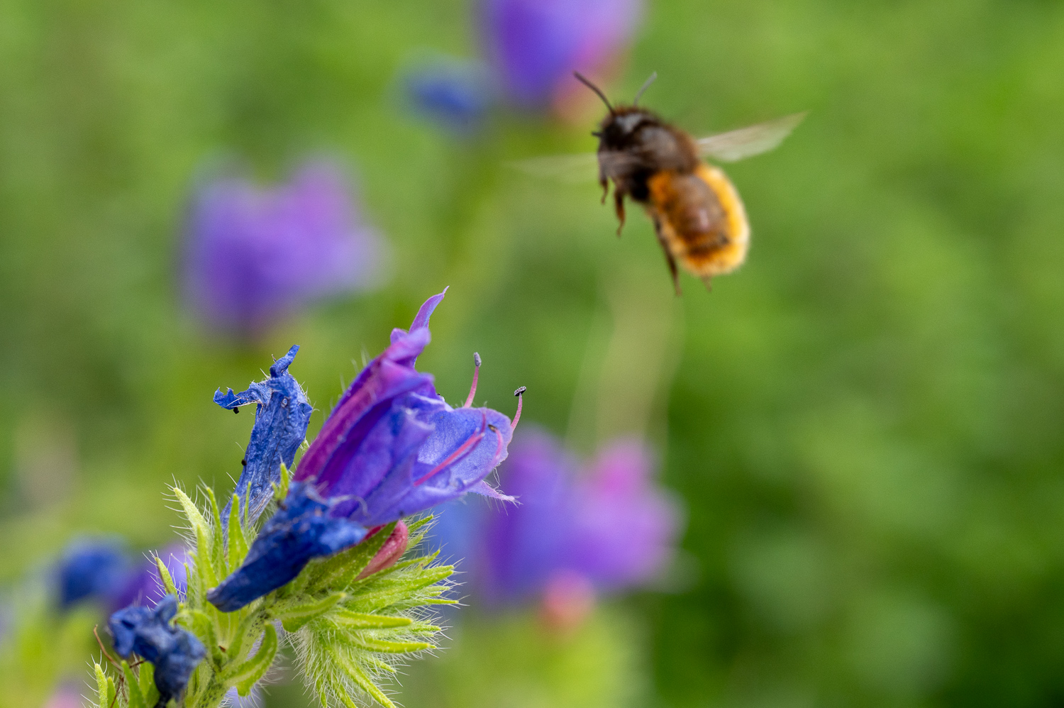 Photo floue d'un insecte très mobile